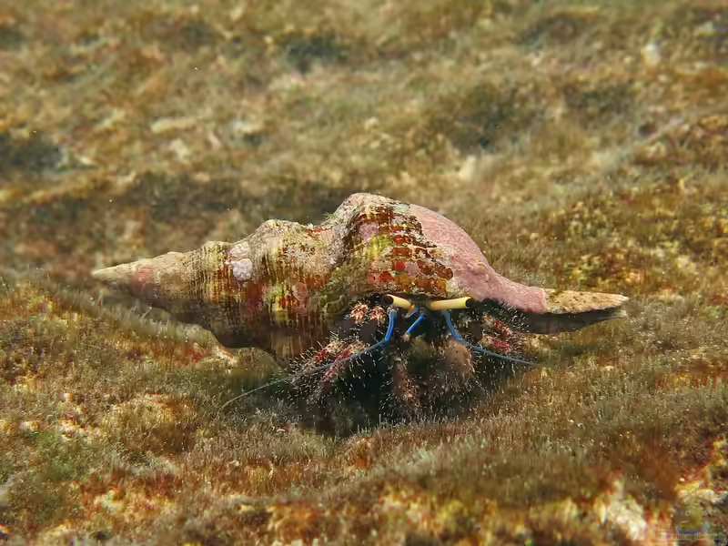 Dardanus lagopodes im Aquarium halten (Einrichtungsbeispiele für Riff-Einsiedlerkrebs)