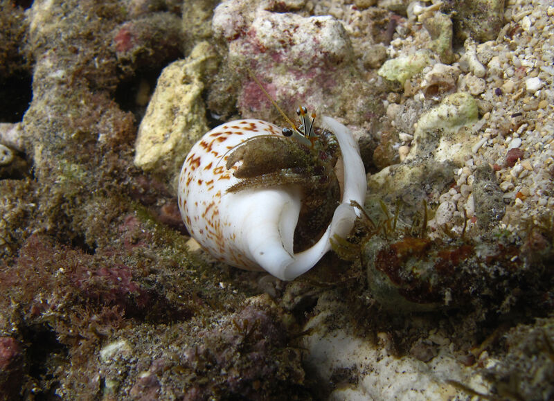 Dardanus scutellatus im Aquarium halten (Einrichtungsbeispiele für Scutella-Einsiedlerkrebs)