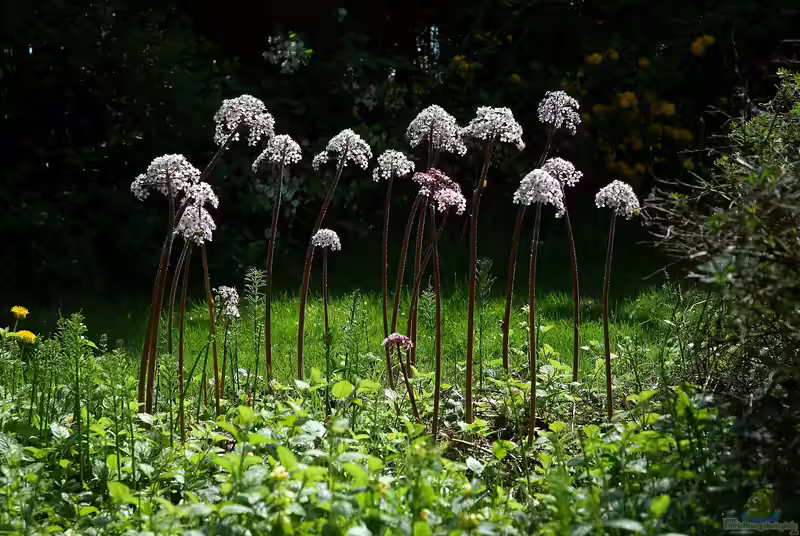 Darmera peltata am Gartenteich (Einrichtungsbeispiele mit Schildblatt)