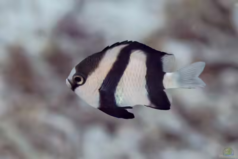 Dascyllus abudafur im Aquarium halten (Einrichtungsbeispiele mit Abudafur Preussenfisch)