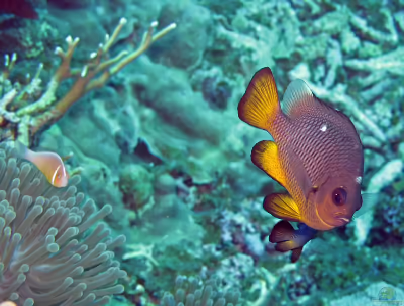 Dascyllus auripinnis im Aquarium halten (Einrichtungsbeispiele mit Goldener Domino Riffbarsch)
