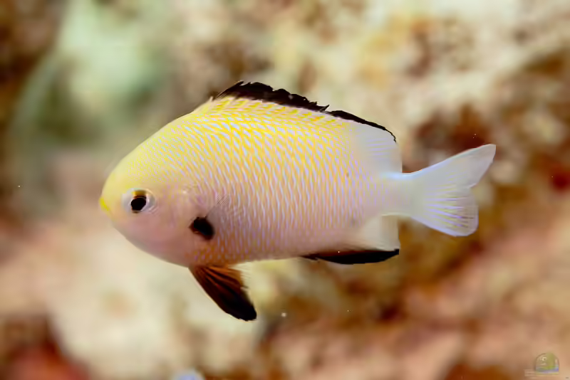 Dascyllus marginatus im Aquarium halten (Einrichtungsbeispiele mit Rotmeerpreussenfisch)