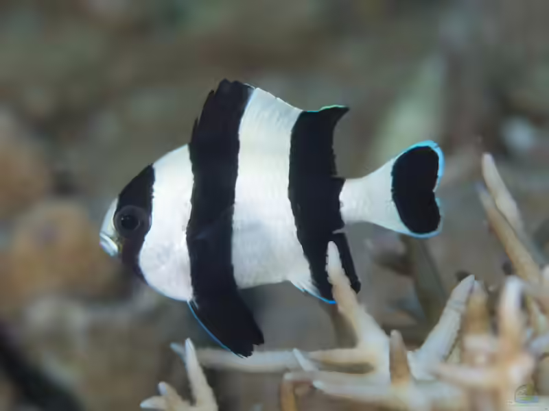 Dascyllus melanurus: Vierbinden-Preußenfisch im Aquarium halten (Einrichtungsbeispiele mit Vierbinden-Preußenfisch)