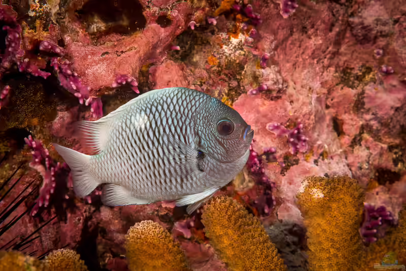 Dascyllus strasburgi im Aquarium halten (Einrichtungsbeispiele mit Strasburgs Preußenfisch)