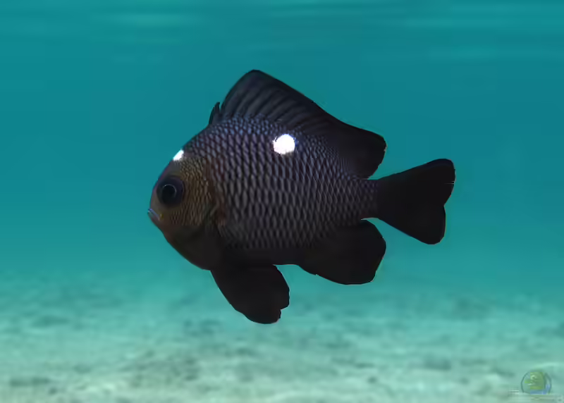 Dascyllus trimaculatus im Aquarium halten (Einrichtungsbeispiele für Dreifleck-Preußenfisch)