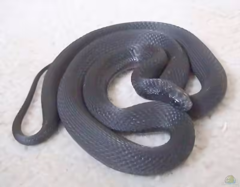 Dasypeltis atra im Terrarium halten (Einrichtungsbeispiele mit Schwarze Eierschlange)