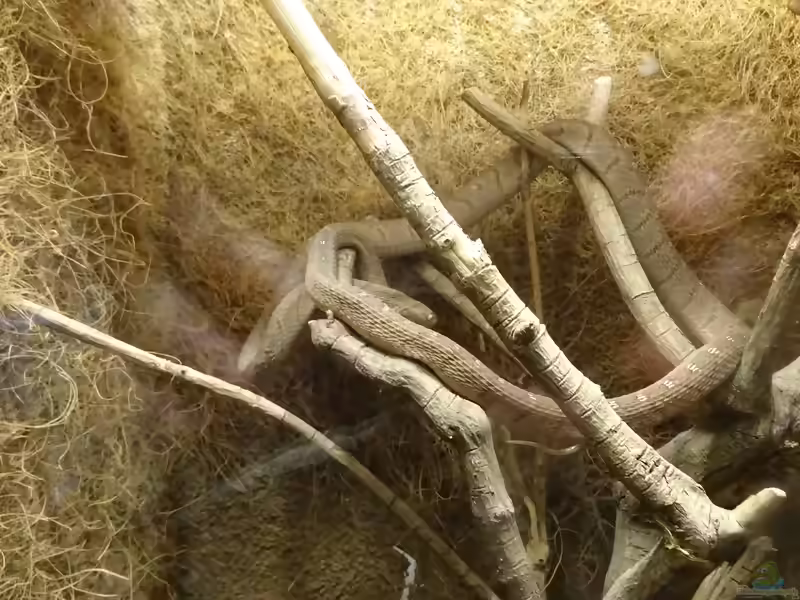 Dasypeltis medici im Terrarium halten (Einrichtungsbeispiele mit Ostafrikanische Eierschlange)
