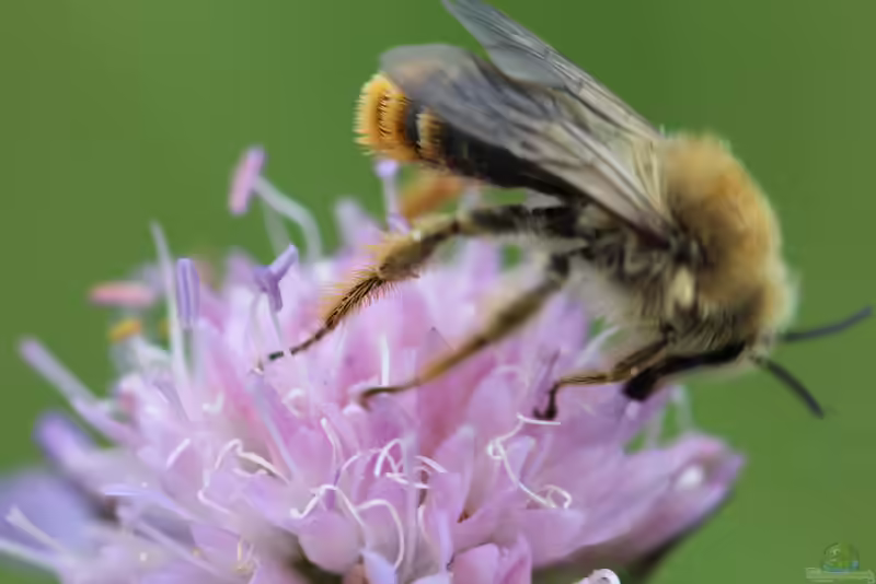 Dasypoda argentata im Garten (Einrichtungsbeispiele mit Skabiosen-Hosenbiene)