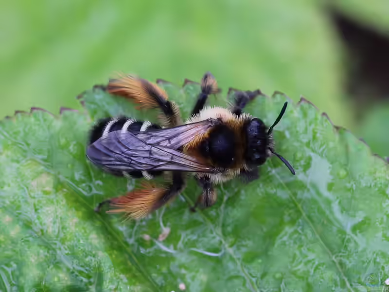 Dasypoda hirtipes im Garten (Einrichtungsbeispiele mit Dunkelfransige Hosenbiene)
