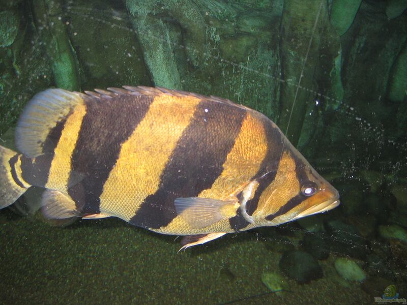Datnioides microlepis im Aquarium halten (Einrichtungsbeispiele für Indonesische Tigerfische)  - Datnioides-microlepis-slnkaquarium