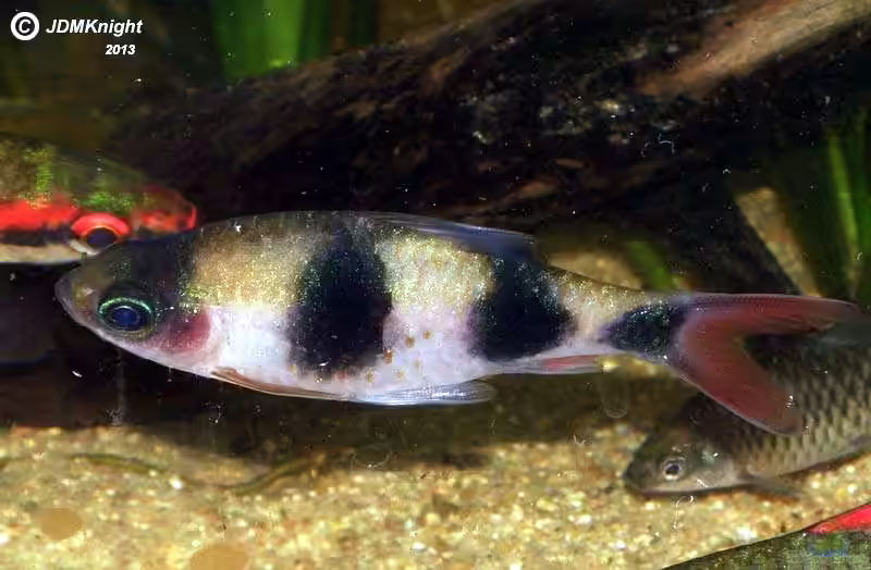 Dawkinsia arulius im Aquarium halten (Einrichtungsbeispiele für Dreibandbarben)