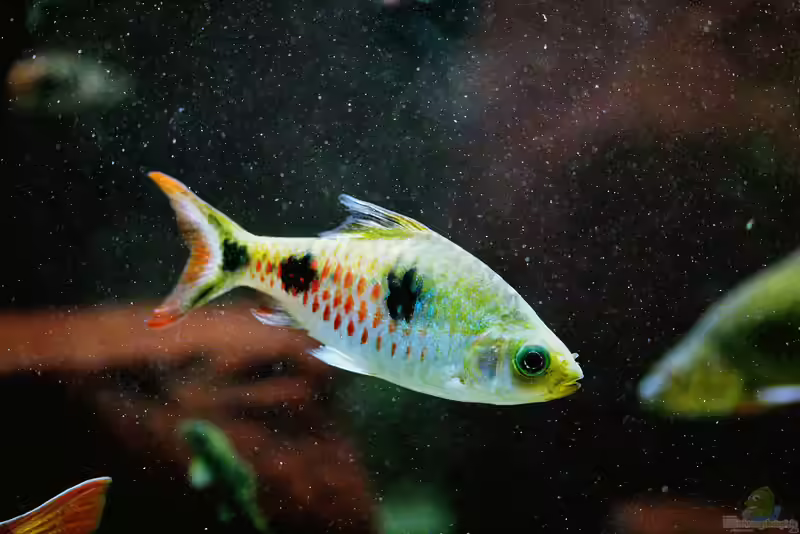 Dawkinsia rubrotinctus im Aquarium halten (Einrichtungsbeispiele für Dawkinsia rubrotinctus)