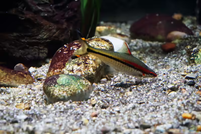 Die Gattung Dawkinsia – farbenprächtige Barben aus Südasien für geräumige Aquarien (Einrichtungsbeispiele mit Dawkinsia-Arten)