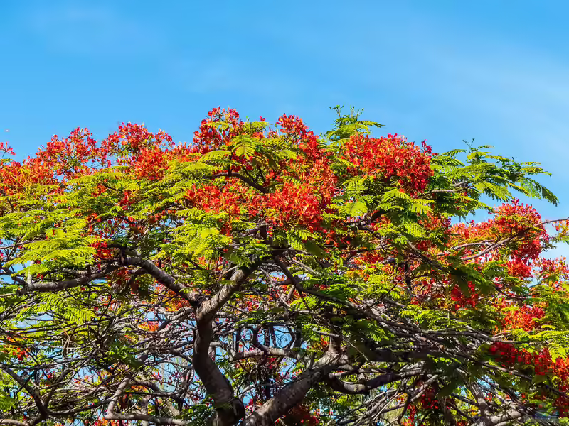 Delonix regia im Garten pflanzen (Einrichtungsbeispiele mit Flammenbaum)
