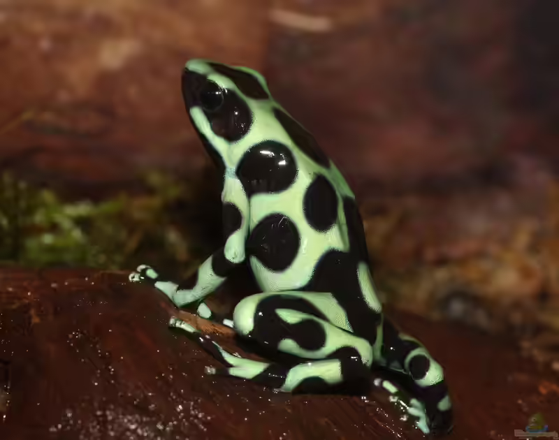 Dendrobates auratus im Terrarium halten (Einrichtungsbeispiele für Goldbaumsteiger)