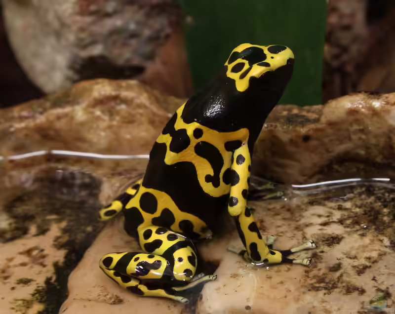 Dendrobates leucomelas im Terrarium halten (Einrichtungsbeispiele für Gelbgebänderter Baumsteiger)