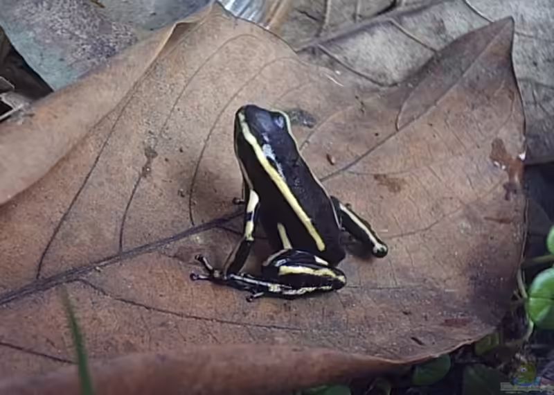 Dendrobates truncatus im Terrarium halten (Einrichtungsbeispiele für Gelbgestreifter Baumsteiger)