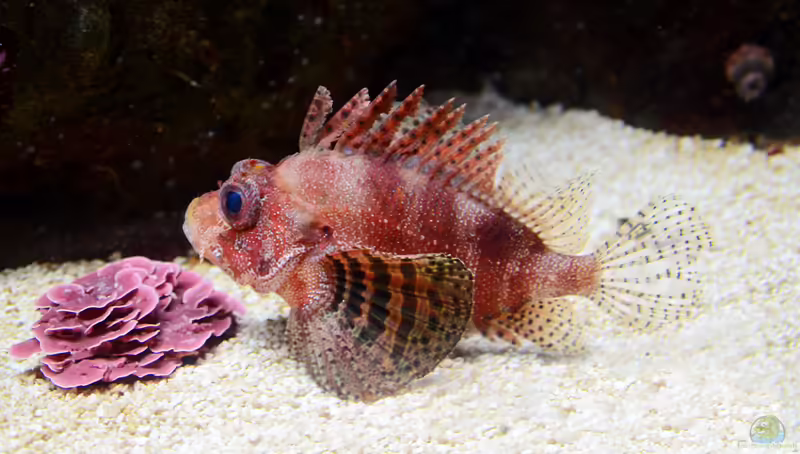 Dendrochirus bellus im Aquarium halten (Einrichtungsbeispiele für Schöner Zwergfeuerfisch)
