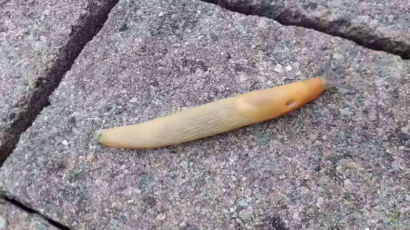 Genetzte Ackerschnecke im Garten (Einrichtungsbeispiele mit Deroceras reticulatum)