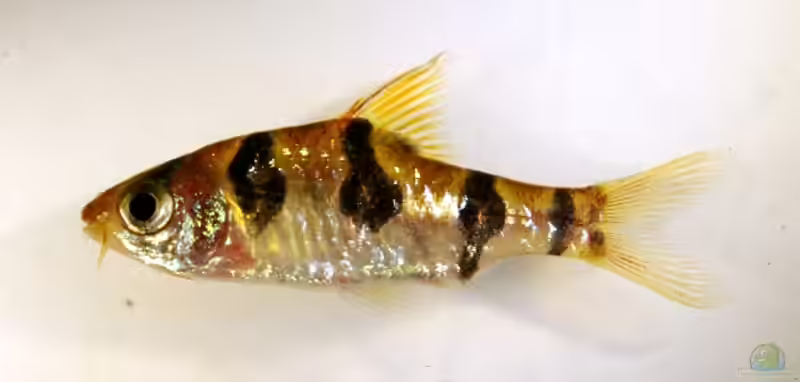 Desmopuntius rhomboocellatus im Aquarium halten (Einrichtungsbeispiele für Rhombenbarben)