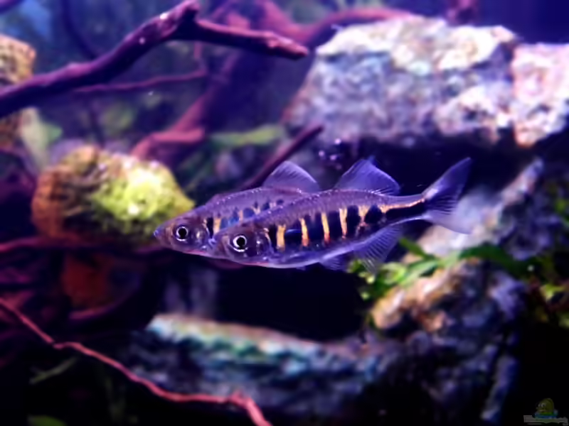 Die Gattung Devario - lebhafte Bärblinge für geräumige Aquarien (Einrichtungsbeispiele mit Devario-Arten)