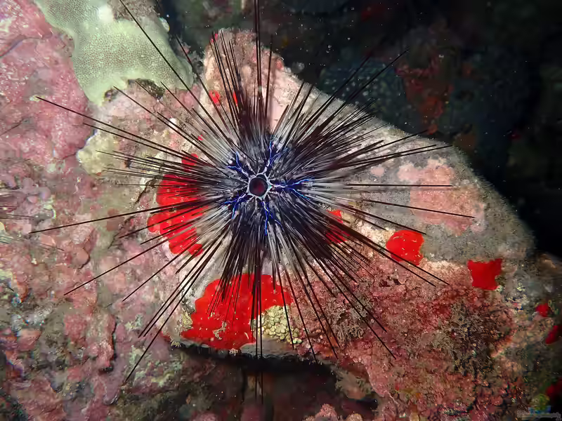 Diadema africanum im Aquarium halten (Einrichtungsbeispiele für Schwarzer Diademseeigel)