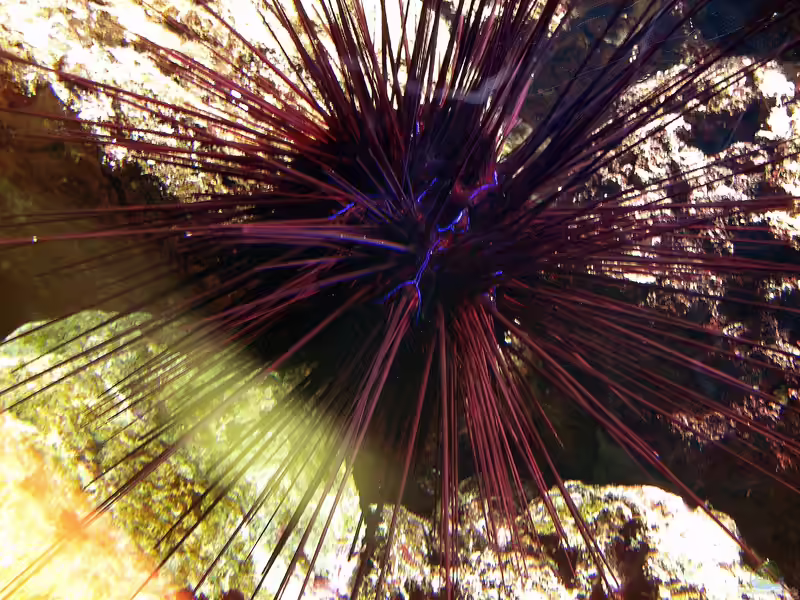 Diadema antillarum im Aquarium halten (Einrichtungsbeispiele für Antillen-Diadem-Seeigel)