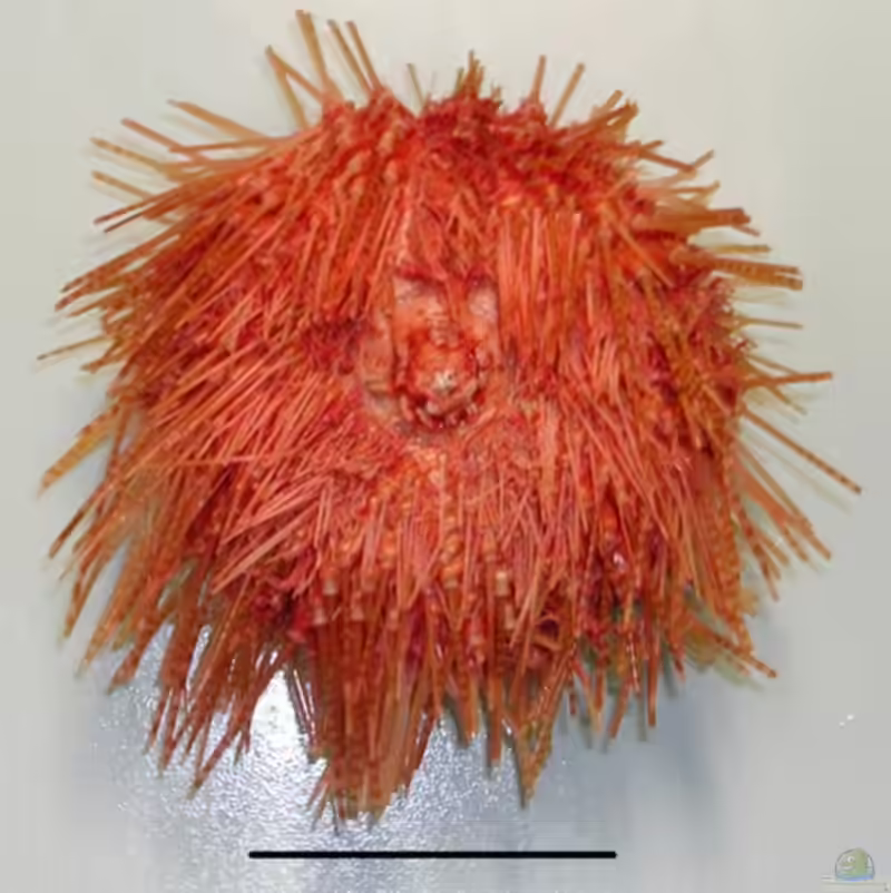 Diadema palmeri im Aquarium halten (Einrichtungsbeispiele für Palmers Diadem-Seeigel)