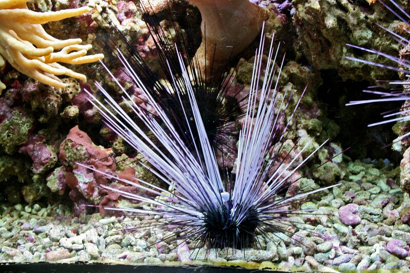 Diadema setosum im Aquarium halten (Einrichtungsbeispiele für Gewöhnlicher Diadem-Seeigel)