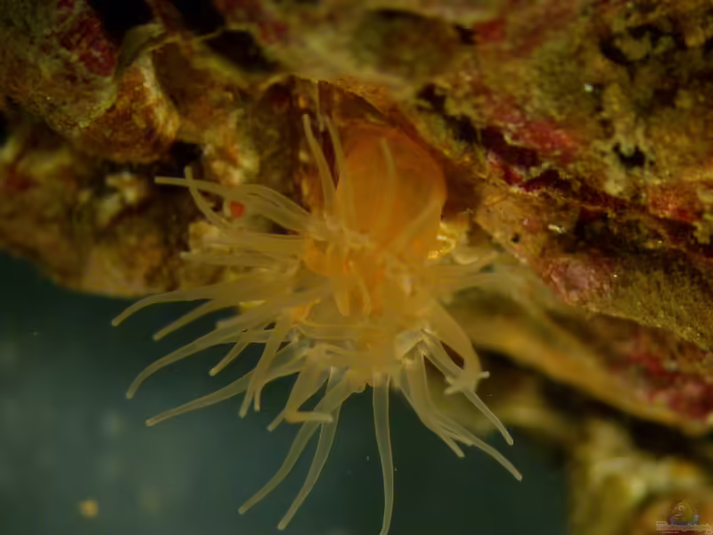 Diadumene cincta im Aquarium halten (Einrichtungsbeispiele für Hafenrose)