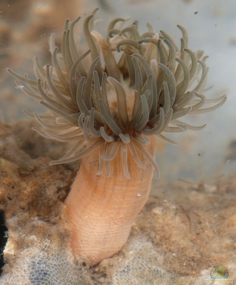 Diadumene leucolena im Aquarium halten (Einrichtungsbeispiele für Geisteranemone)  - Diadumene-leucolenaaquarium