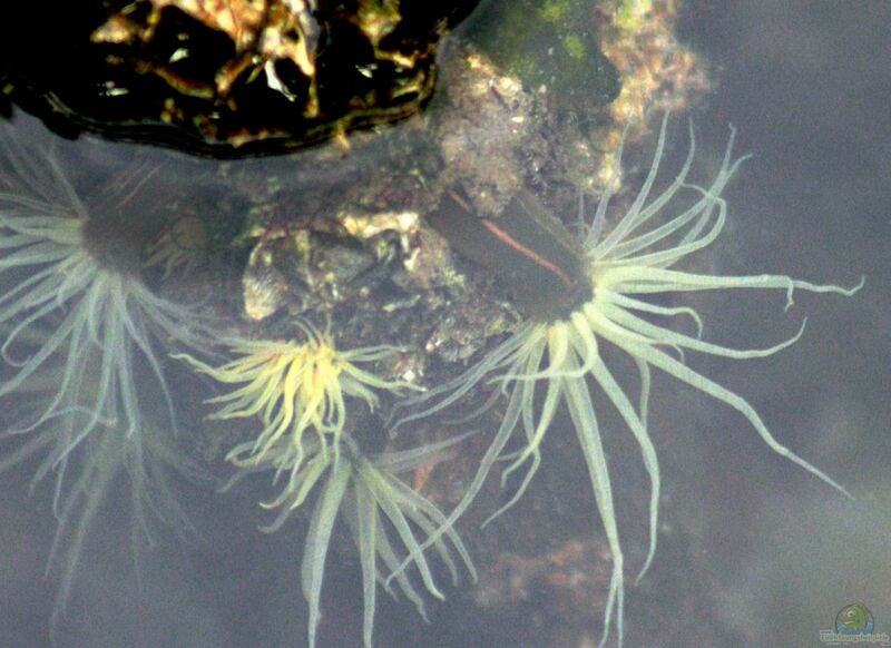 Diadumene lineata im Aquarium halten (Einrichtungsbeispiele für Orange Gestreifte Anemone)