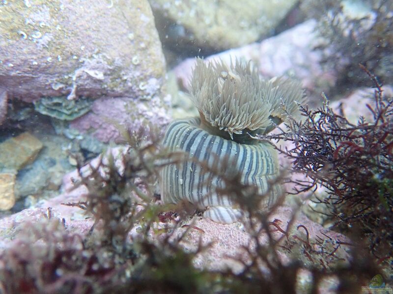 Diadumene neozelanica im Aquarium halten (Einrichtungsbeispiele für Gestreifte Neuseeland-Anemone)