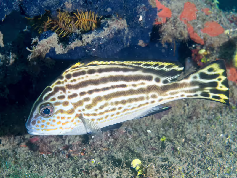 Diagramma pictum im Aquarium halten (Einrichtungsbeispiele für Silber-Süßlippe)