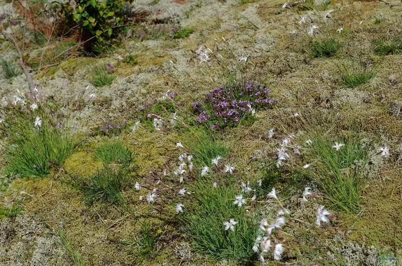 Dianthus arenarius im Garten pflanzen (Einrichtungsbeispiele mit Sand-Nelke)