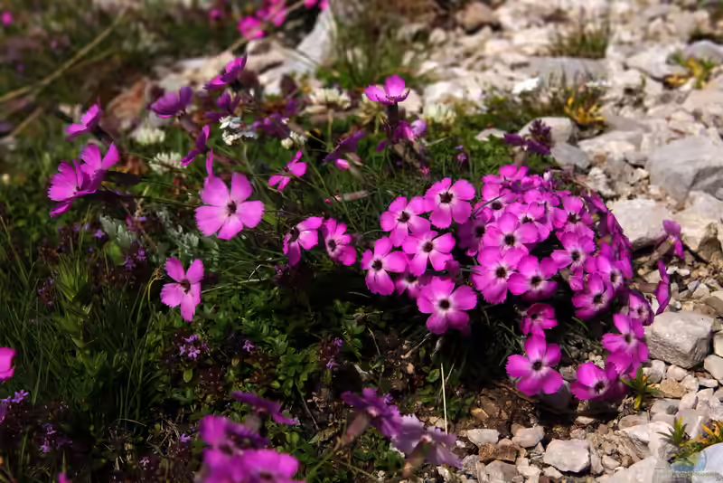 Dianthus sylvestris im Garten pflanzen (Einrichtungsbeispiele mit Stein-Nelke)