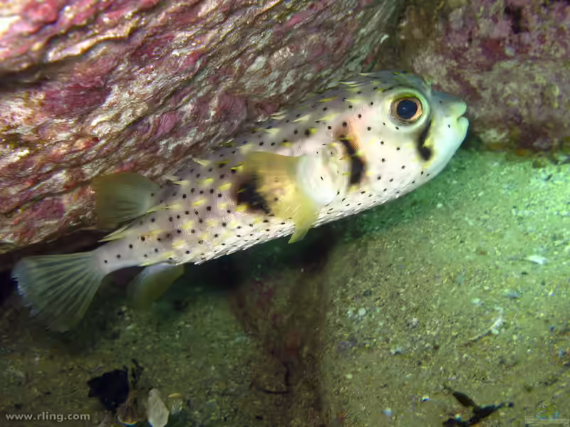 Dicotylichthys punctulatus im Aquarium halten (Einrichtungsbeispiele für Stachelschwanz-Kugelfisch)