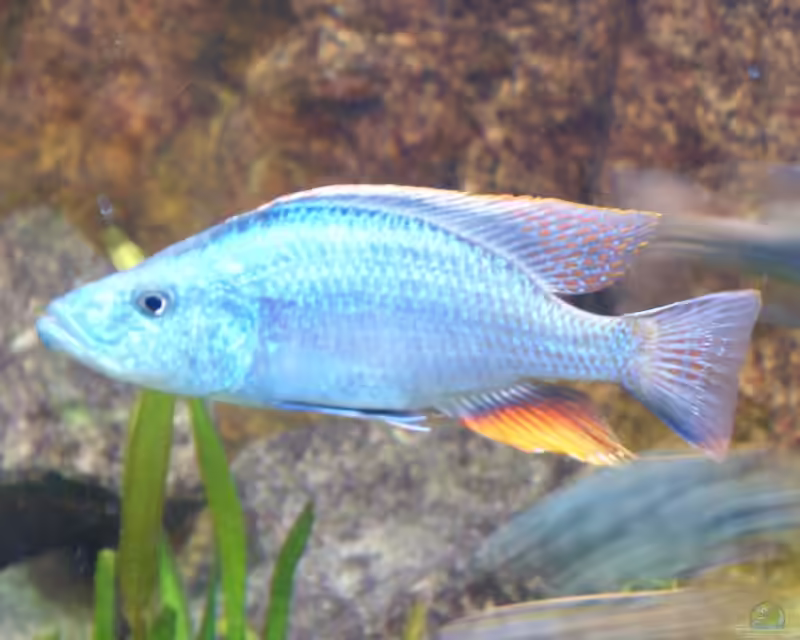 Dimidiochromis compressiceps im Aquarium halten (Einrichtungsbeispiele mit Messerbuntbarsch)