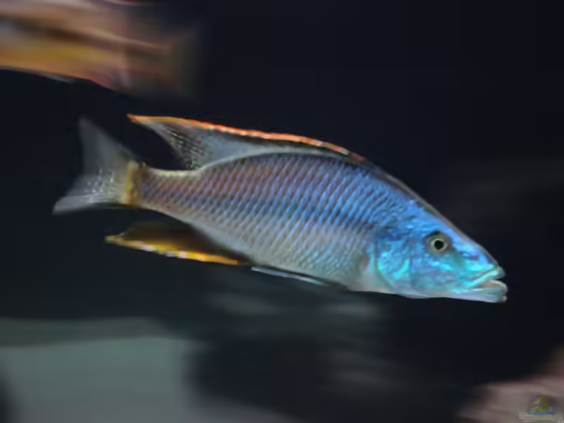 Dimidiochromis: Räuberische Malawi-Cichliden mit besonderem Charakter (Einrichtungsbeispiele mit Dimidiochromis-Arten)