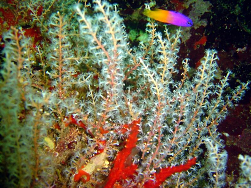 Diodogorgia nodulifera im Aquarium halten (Einrichtungsbeispiele für Rote Fingergorgonie)