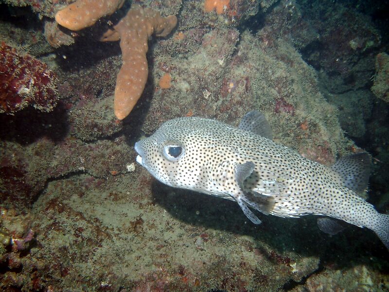 Diodon hystrix im Aquarium halten (Einrichtungsbeispiele für Stacheligelfisch)