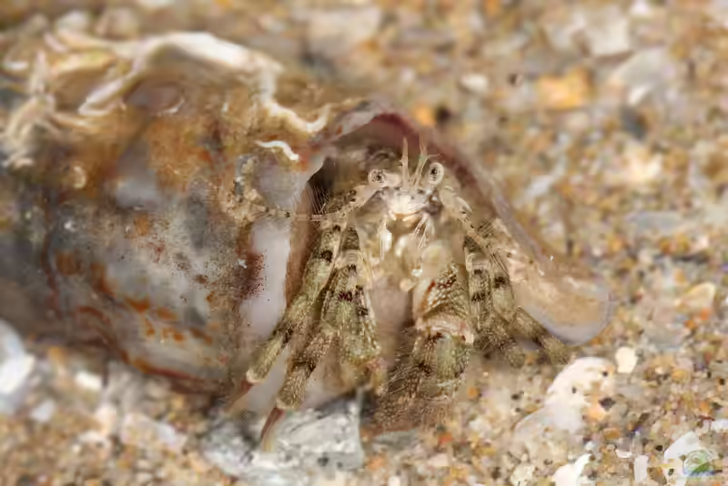 Diogenes pugilator im Aquarium halten (Einrichtungsbeispiele für Mittelmeer-Sandküsten-Einsiedlerkrebs)