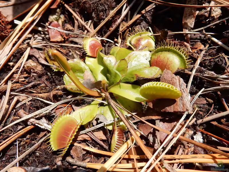 Dionaea muscipula im Garten pflanzen (Einrichtungsbeispiele mit Venusfliegenfalle)
