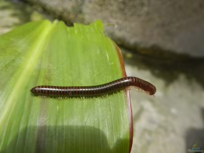 Diplopoda im Garten halten (Einrichtungsbeispiele mit Doppelfüßer)