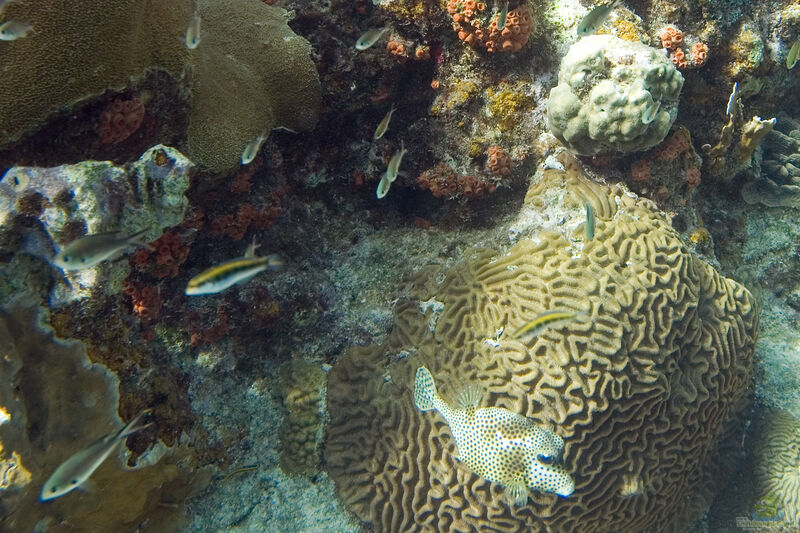 Diploria clivosa im Aquarium halten (Einrichtungsbeispiele für Knorrige Gehirnkoralle)  - Diploria-clivosaaquarium