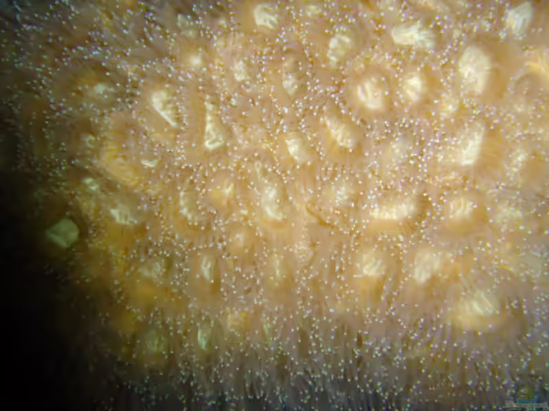 Dipsastraea lacuna im Aquarium halten (Einrichtungsbeispiele für Großpolypige Steinkoralle)