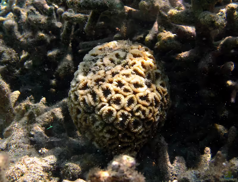 Dipsastraea matthaii im Aquarium halten (Einrichtungsbeispiele für Großpolypige Steinkoralle)