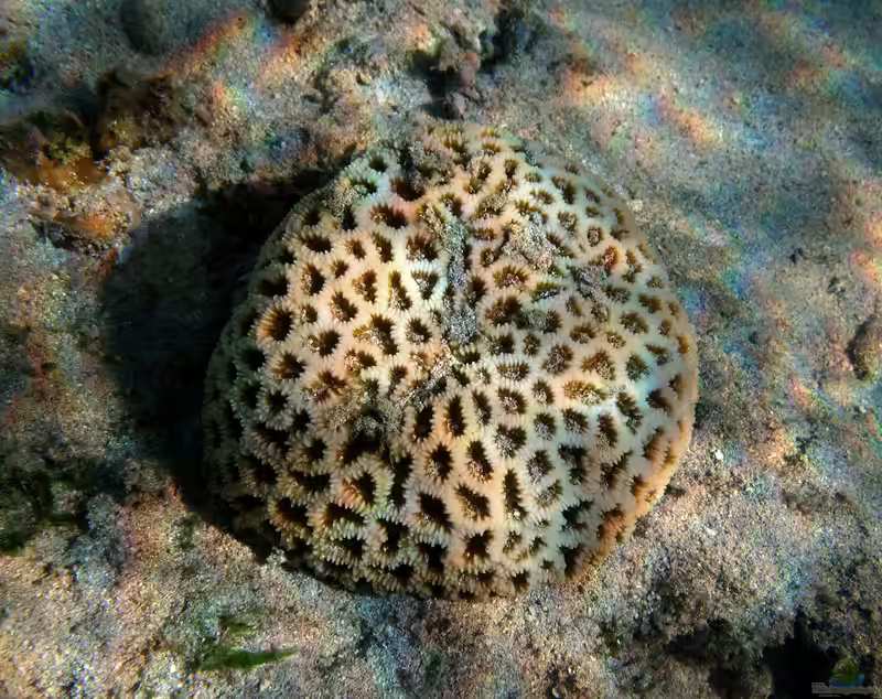 Dipsastraea pallida im Aquarium halten (Einrichtungsbeispiele für Großpolypige Steinkoralle)