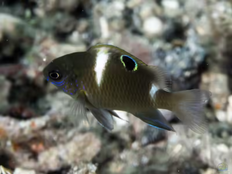 Dischistodus chrysopoecilus im Aquarium halten (Einrichtungsbeispiele mit Weißpunkt-Riffbarsch)