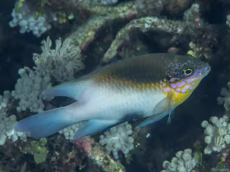 Dischistodus melanotus im Aquarium halten (Einrichtungsbeispiele mit Schwarzschnabel-Riffbarsch)